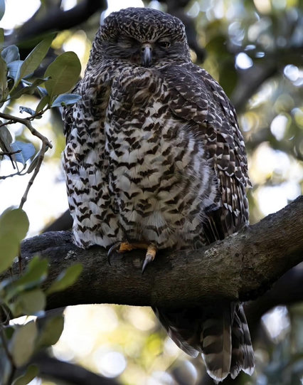 Brown and white powerful owl perched up in a tree on a cloudy morning

I zoomed in a bit more for this photo, and his expression seems to be saying, "Oh, it's you again."
