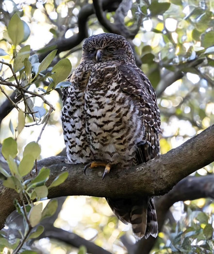 Brown and white powerful owl perched up in a tree on a cloudy but bright morning

He's looking down almost lazily.