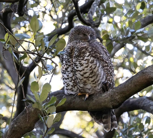 Brown and white powerful owl perched up in a tree on a cloudy morning

He's looking pretty unconcerned, eyes closed and head facing right.