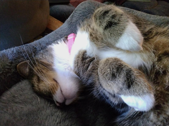 Pax, our brown tabby cat with white markings, is sleeping peacefully on her back with her feet in the air.  Her head is upside down on the plush inner lining of the bed.  A pink collar is around her neck.