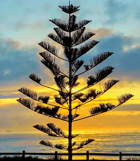 Sunrise on the Wollongong coast during a cloudy morning. There's a Norfolk pine tree in the centre, in silhouette, and the clouds in the lower half of the frame are glowing yellow-orange as the sun rises over the Tasman Sea. The water is calm.