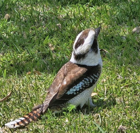 Laughing kookaburra in the grass, facing away from the camera and looking up