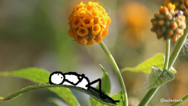 A photo of a Buddleja globosa (orange ball tree, the flowers of which look, unsurprisingly, like orange balls), with the focus on one sunlit flower ball against a green and golden blurred background. A curved leaf of the main flower rests along the bottom left of the frame, and a simple black and white figure has been scribbled on it, lying back, arms resting on their belly, staring up to the flower and space beyond.