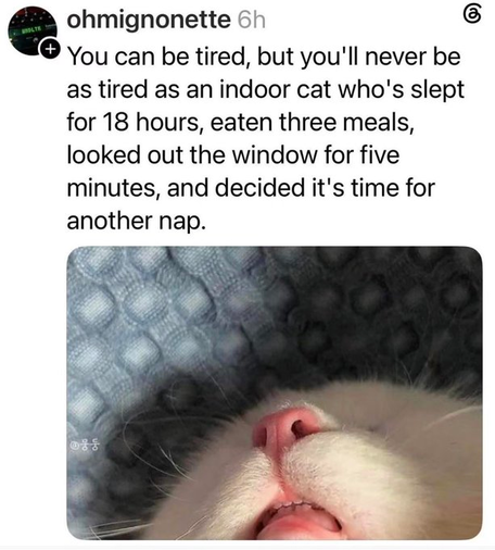 Picture shows part of a sleeping cat's face, seen from underneath.

You can be tired, but you'll never be as tired as an indoorcat who's slept for 18 hours, eaten three meals, looked out the window for five minutes and decided it's time for another nap.