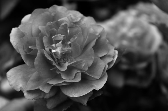 Close-up black and white photograph of two wild roses, one on the left in front and in focus, the other on the right behind and blurred.
Photographie noir et blanc en gros plan de deux roses sauvages, l'une à gauche devant et au focus, l'autre à droite derrière et floue.