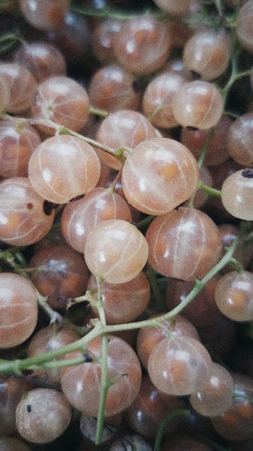 White currants, closeup.