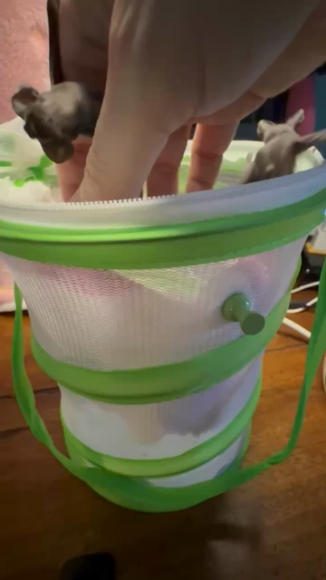 A very sped-up video, no audio, of the poster wrangling three baby bats from a small mesh enclosure and hand feeding them formula with a silicone-tipped syringe. The bats are scampering all over the poster’s hand and each other. At times competing with each other for a turn to eat and occasionally needing to be nudged back so that everyone gets their fair share. Towards the end, they are wiped clean and placed back into their mesh carrier.