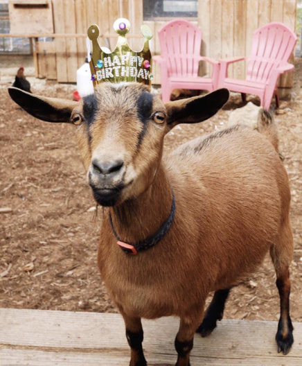 Impeachment the goat, wearing her birthday crown.