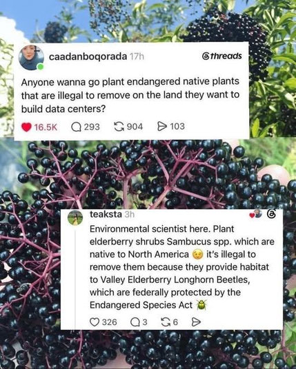 
caadanboqorada • @threads Anyone wanna go plant endangered native plants that are illegal to remove on the land they want to pit build data centers? ; 
• teaksta 44 (5 Environmental scientist here. Plant elderberry shrubs Sambucus spp. which are native to North America it's illegal to remove them because they provide habitat to Valley Elderberry Longhorn Beetles, which are federally protected by the Endangered Species Act 41 Q326 03 06 D 
