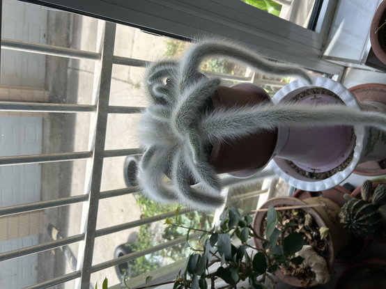 A mature monkey tail cactus with numerous long, white, furry stems draping over the edge of a terracotta pot. The plant sits on a stand in front of a bright window, surrounded by other houseplants.