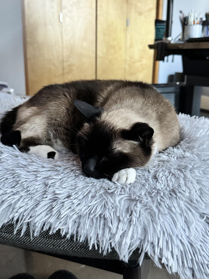 Old snowshoe, seal point cat asleep on grey fluffy blanket. She has dark brown ears and face. Her little white paw peeks out from underneath her chin.