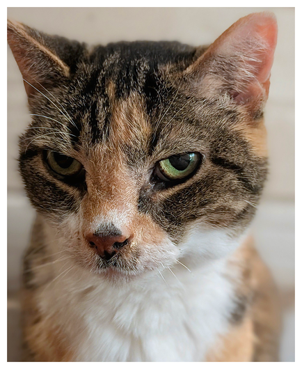 close-up of a calico cat's face. charlene has white markings and her green eyes are making contact. the background is light wood paneling.