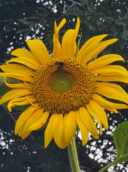 A zoomed in shot on a large sunflower bloom. A bumblebee is busily pollinating the disc floret in the center, which is dark yellow with pollen.
