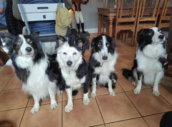 Four collies look up after a question is asked. One of them looks terribly guilty.