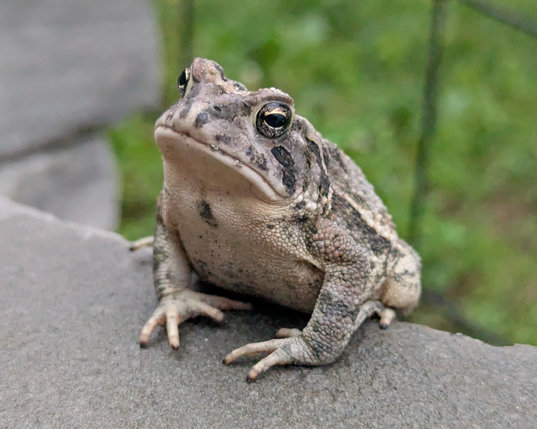 An unknown toad species sitting half on a stone step with grass visible in the background.