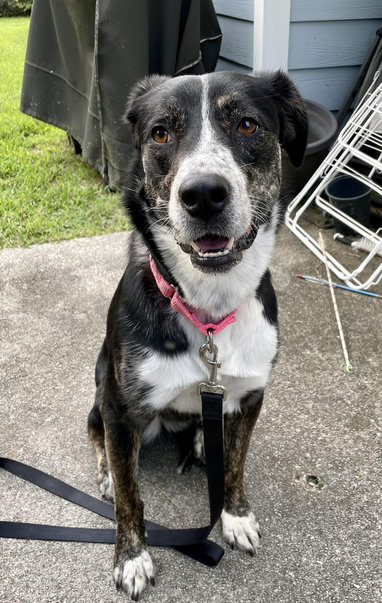 Serra, a mostly black and white dog. Looks a little like a hound or a Great Dane arnd her head, with a white blaze down her nose, a white chest, white toes. Her ears are floppy. She’s a Good Girl.