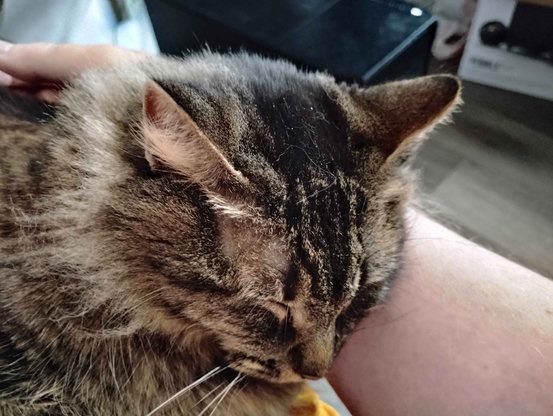 A photo of Goobie, a brown tabby cat, using the humans right arm as a pillow. The  photo is an up close shot of her head, but her body is resting on the humans lap.