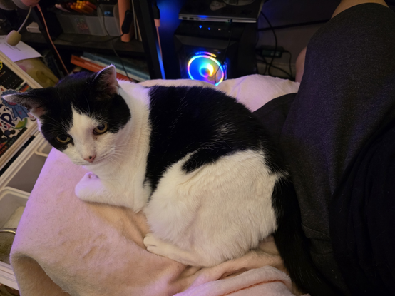 A black and white cat laying on a light pink blanket next to someone wearing a dark grey skirt.