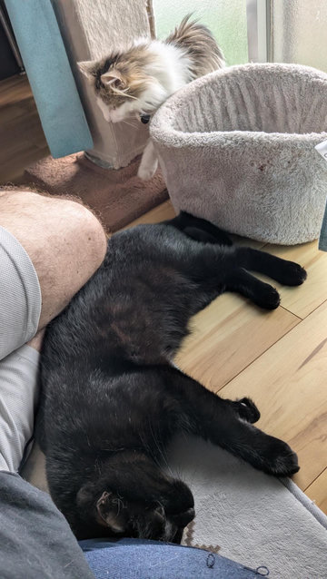 A black cat lying on his side against my legs.