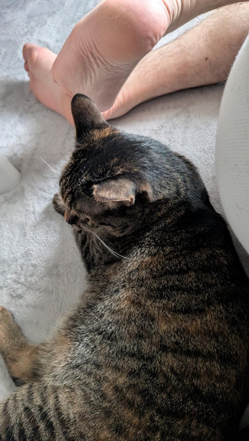 A tortie and tabby mix cat lying on her side on a blue carpet against my back.