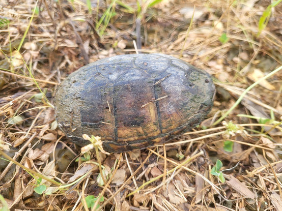 Easter Musk turtle in its shell sitting in brown grass.