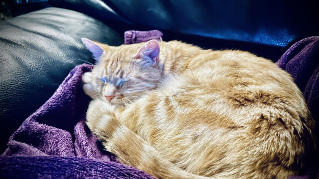 Washy the sleepy cat on the couch
