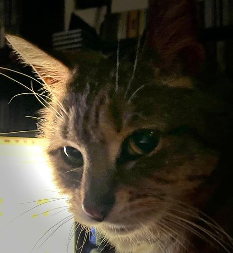 Sepia-toned photo of my tawny-toned tabby-striped kitty Mikey's face, almost in profile with head slightly turned to face the camera. The near side of her face at right of photo is nearly completely in shadow, but the far side to our left is illuminated. Both eyes are angled toward us.