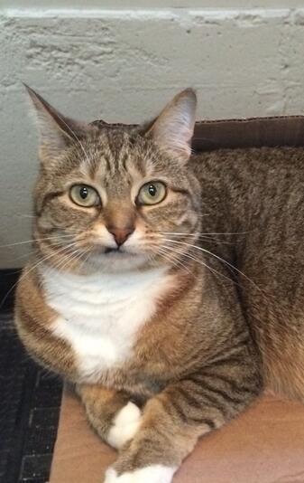 My much-mised tawny-toned tabby-striped kitty, sitting as for a portrain, looking right at us with her white deep-v bib and her crooked little nouth.