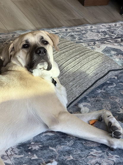 Moose, a white Anatolian Shepherd, reclines on a throw pillow on a large area rug. Under one front paw is an unfortunate blue stuffed duck, with just a hint of orange beak showing. 

White fluff is visible around the duck, and a large clump hangs under Moose’s jaw. 