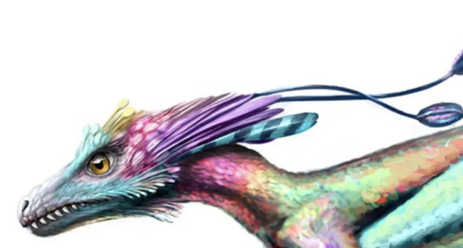 An illustration of a colourful raptor of some kind, a dinosaur with himalayan monal stuyle feathers, elaborate feathers behind including red with dots, cyan with stripes, and two long streaming feathers with rounded tips. the neck and body are iridescent and joyful. Also there are teeth.