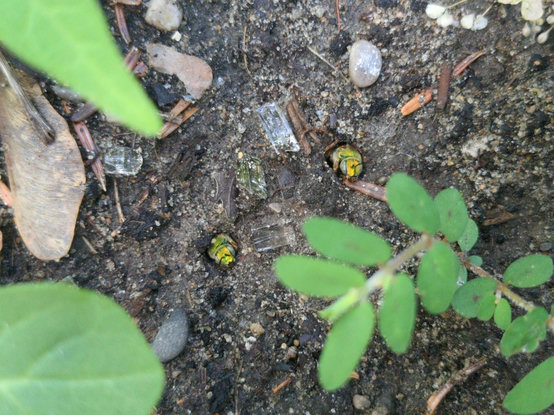 Two beautiful metallic green-gold bee faces poking out of holes in wet sandy ground, surrounded by bits of broken glass or plastic, small weeds, and pebbles.