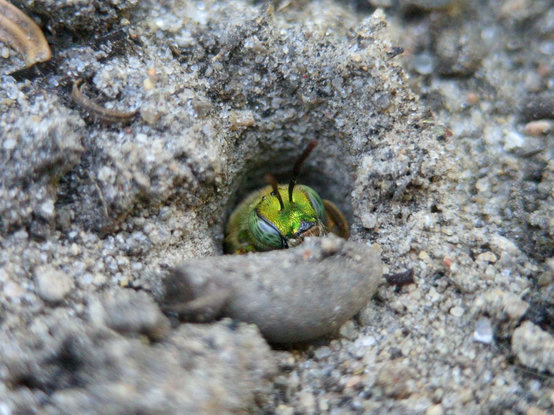 Closer photo of one of the bees in its burrow, taken a few weeks ago when the soil was dry. You can see the slightly rough texture of its face, the mesmerizing dark patterns on its blue-green eyes, and its very fine coat of hair.