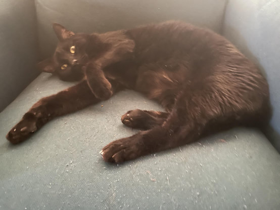 A black cat with ennui loinging on a chair