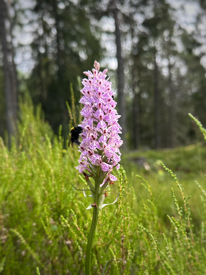 En blommande orkidé ”Dactylorhiza maculata ssp. maculata” i vitt och rosalila och en drickande humla.