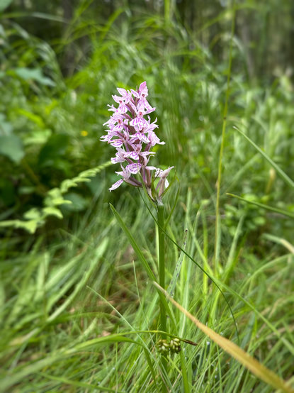 En blommande orkidé ”Dactylorhiza maculata ssp. maculata” i vitt och rosalila.
