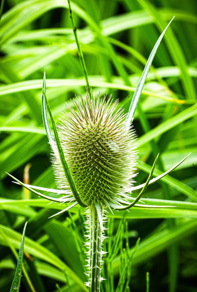 Das Foto zeigt eine Nahaufnahme einer stacheligen Wildpflanze, sehr wahrscheinlich eine Karde (Dipsacus, vermutlich Wilde Karde).
Im Mittelpunkt steht ein länglicher, ovaler Blüten- bzw. Fruchtkopf, der komplett mit feinen, spitzen Stacheln besetzt ist. Der Kopf wirkt noch grün und unreif. Rundherum ragen längere, gebogene Stacheln wie „Arme“ aus dem oberen Bereich heraus.
Der Stängel ist ebenfalls leicht stachelig. Im Hintergrund sieht man unscharf dichtes, grünes Gras bzw. Wiesenvegetation, was den starken Fokus auf die Pflanze noch betont.
Kurz gesagt: Makroaufnahme einer stacheligen Wiesenpflanze (wahrscheinlich Wilde Karde) in einer grünen Wiesenumgebung.