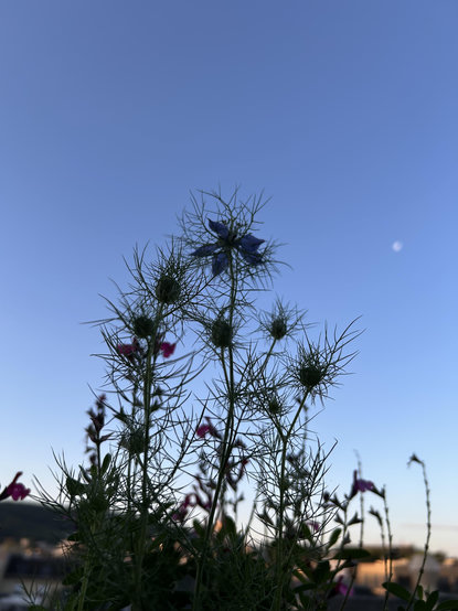 wolkenloser morgenhimmel. davor in silhouette eine blume mit stacheligen kugelkaüseln die oberste blüht. rechts davon ein blasser, abnehmender mond. 