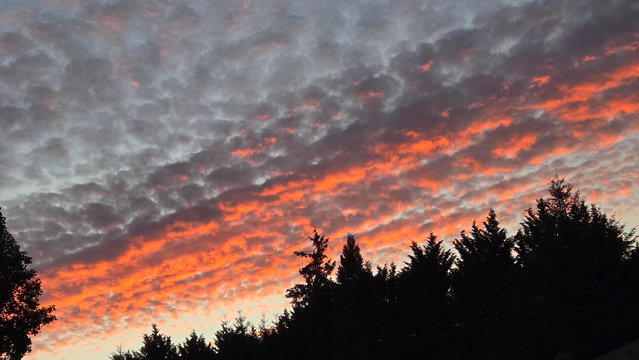 A streak of altocumulus clouds lit from below with a warm orange glow of a sunset against a very pale blue sky, with the silhouettes of pine trees in the foreground.