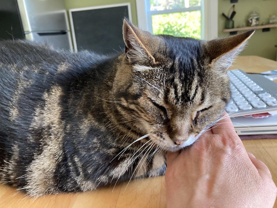 Tabby cat rests his cheek on a white person's hand as he lounges on a light wood table. A closed laptop with a keyboard on top of it is just behind and beside him.