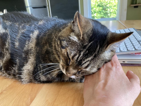 Tabby cat rubs his cheek on a white person's hand as he lounges on a light wood table. His eyes are closed as he enjoys the attention. A closed laptop with a keyboard on top of it is just behind and beside him.