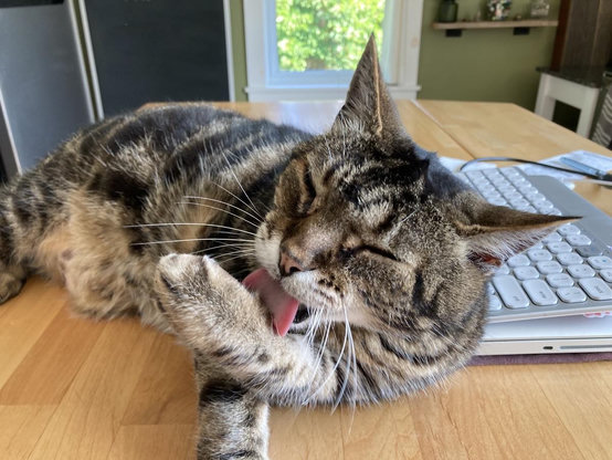 Tabby cat washes the inside of a foreleg as he lounges on a light wood table. His eyes are closed as he focuses on his grooming. A closed laptop with a keyboard on top of it is just behind and beside him.