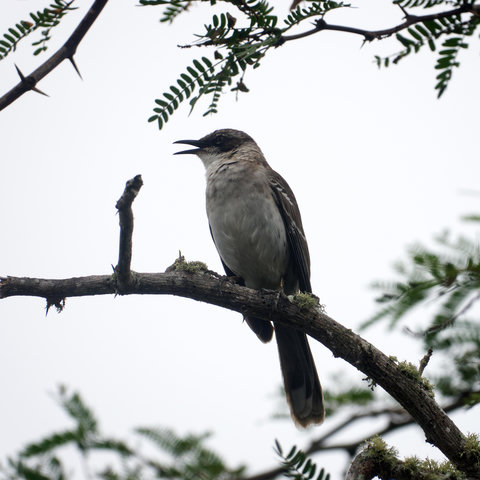 Das bei bedecktem Himmel im Gegenlicht aufgenommene Foto zeigt eine Galápagosspottdrossel (Mimus parvulus), die vor dem Betrachter auf einem Ast sitzt. Den Kopf hat der Vogel nach rechts gedreht. Der Schnabel ist geöffnet.
Die Spottdrosseln sind mittelgroße bis große Singvögel, die Körperlängen von 20 bis 30 Zentimetern erreichen. Der Schnabel ist bei den Festlandspottdrosseln viel kürzer als der Kopf, bei den Galápagosspottdrosseln ist er fast so oder genauso lang. Er ist ziemlich dünn und leicht abwärts gebogen. Die Schnabelborsten sind gut entwickelt. Die Flügel sind ziemlich lang. Bei den Festlandspottdrosseln sind sie ziemlich rund, bei den Galápagosspottdrosseln spitz. Der Schwanz ist ziemlich lang und stark gerundet. Die Beine und Füße sind ziemlich robust. Das Gefieder ist gewöhnlich braun oder graubraun mit dunklen Markierungen an den Flügeln. Häufig gibt es auffällige weiße Flächen an den Schwungfedern.
