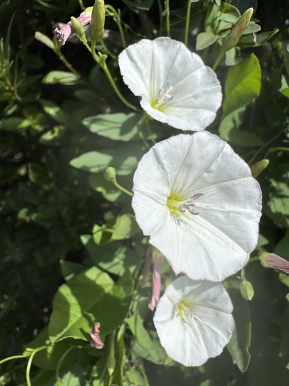 A cluster of white flowers with delicate petals and a hint of yellow at the center, surrounded by green leaves and some budding pink blooms.
Ein Strauß weißer Blüten mit zarten Blütenblättern und einem Hauch von Gelb in der Mitte, umgeben von grünen Blättern und einigen sich öffnenden rosa Blüten.