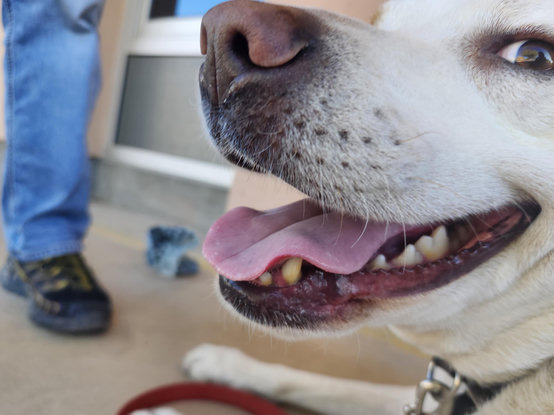 close up of a smiling doggo
