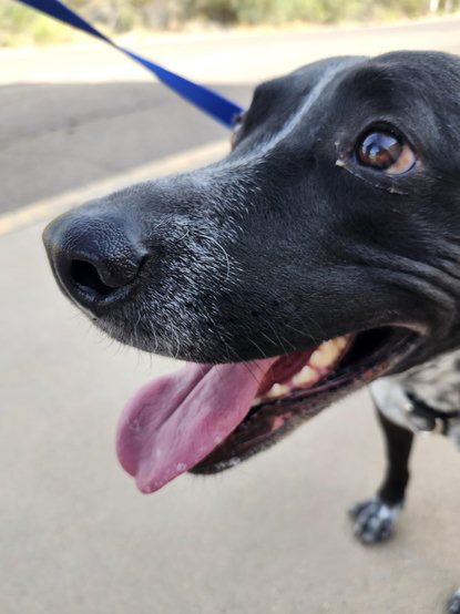 Close up of a smiling doggo