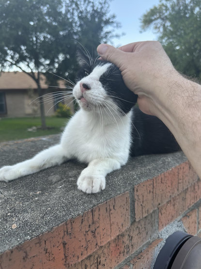 Black and white cat enjoying head pats