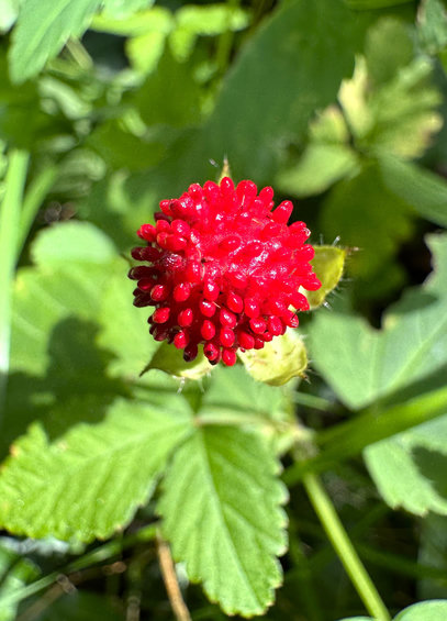 Rote, wilde Beere, kleiner als 1 cm, zwischen Grün
Foto vom 3.7.26