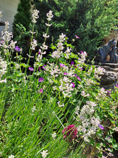 Lavendel und Storchenschnabel