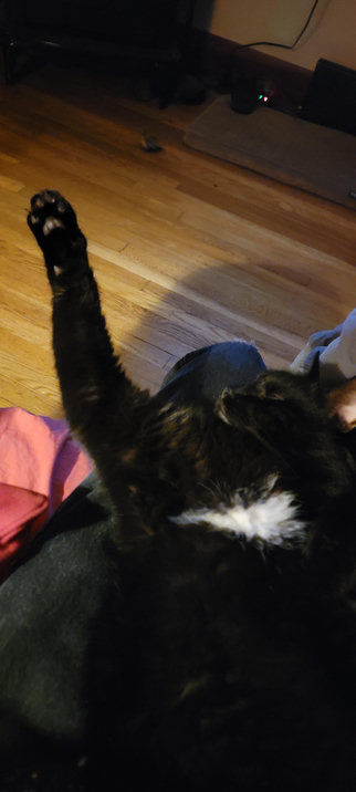 Black cat snoozing on its back with leg extended