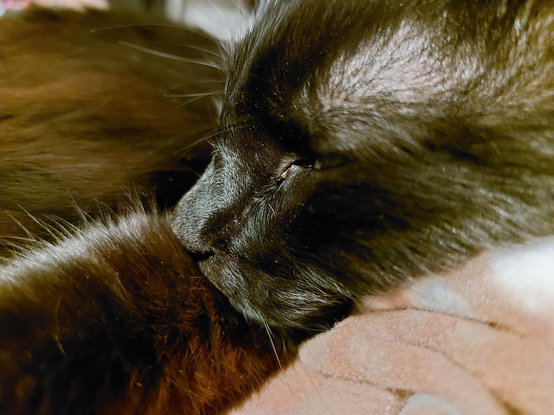 Otto, black cat, close up